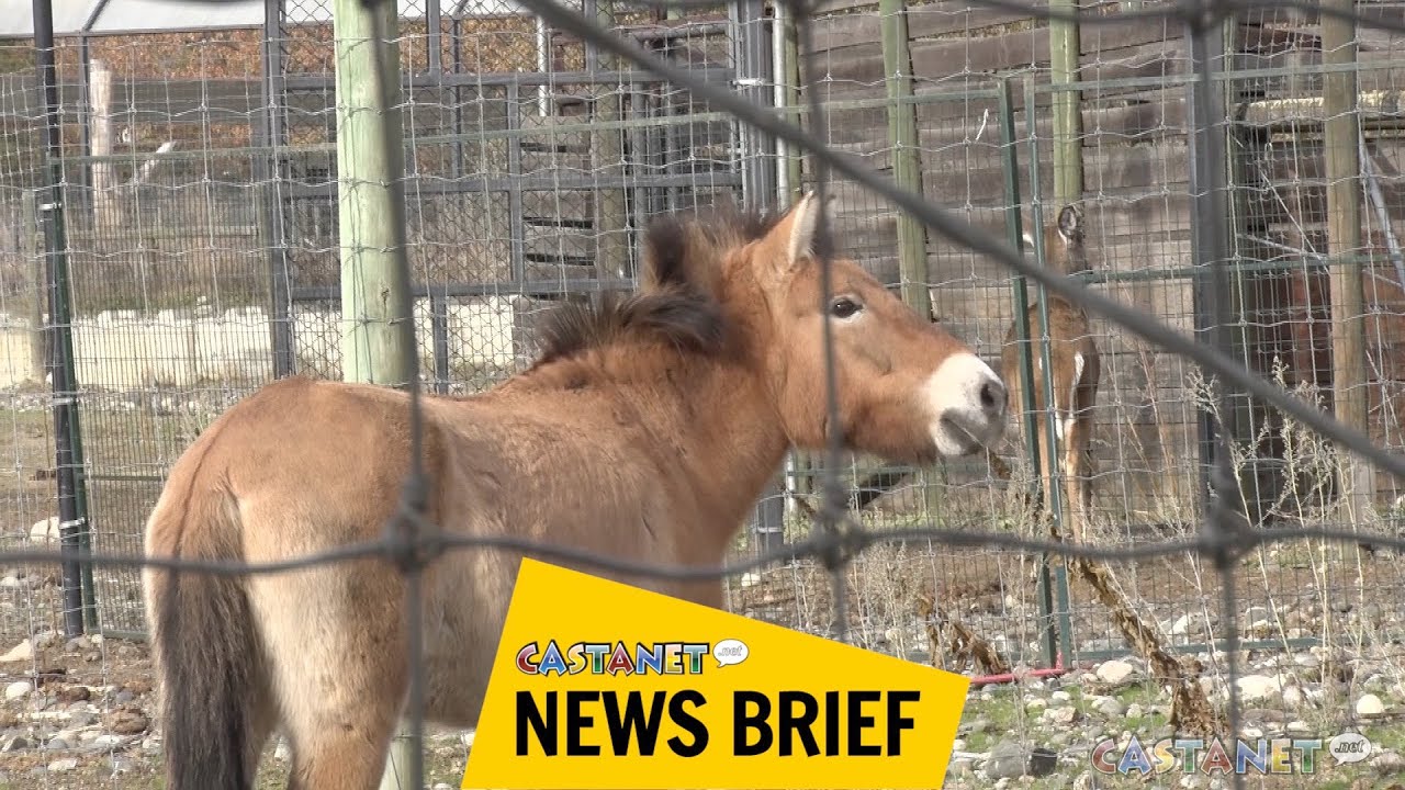 BC Wildlife Park gets pair of rare horses