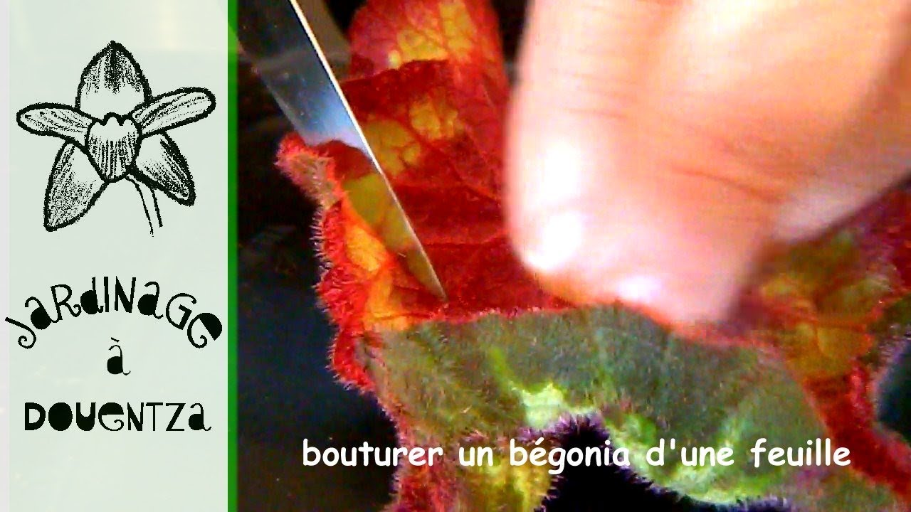 Bouturage de feuilles de bégonia