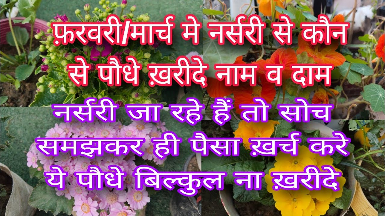 Feb/Mar मे कौन से पौधे ख़रीदे कौन से ना ख़रीदे नाम व दाम/किसी के बहकाए मे नाआये सोचकर ही पैसा ख़र्च करे