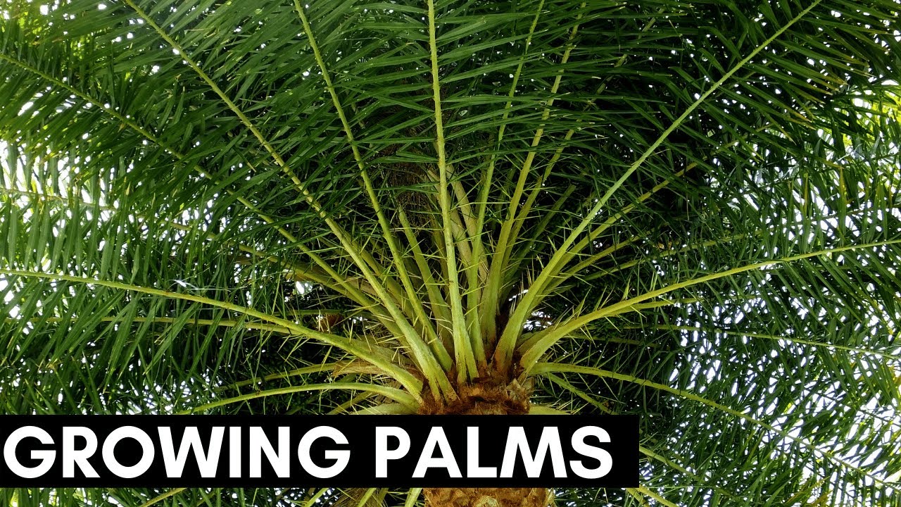 Growing Palm Trees