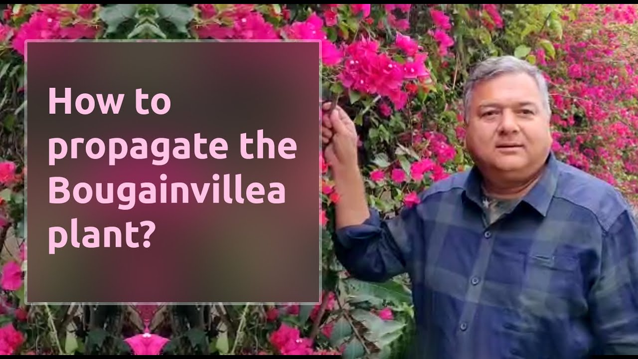 How to propogate the bougainvillea plant? | Peepal Baba
