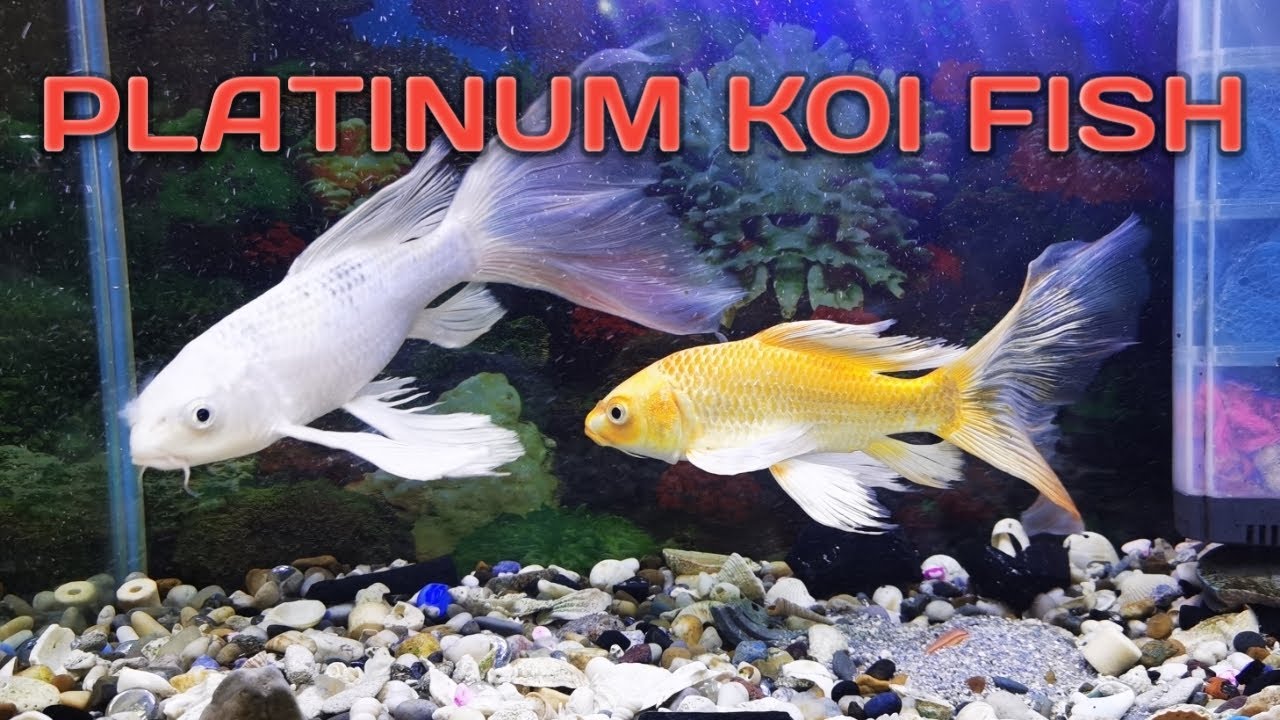 BUTTERFLY PLATINUM KOI FISH CARE TIPS