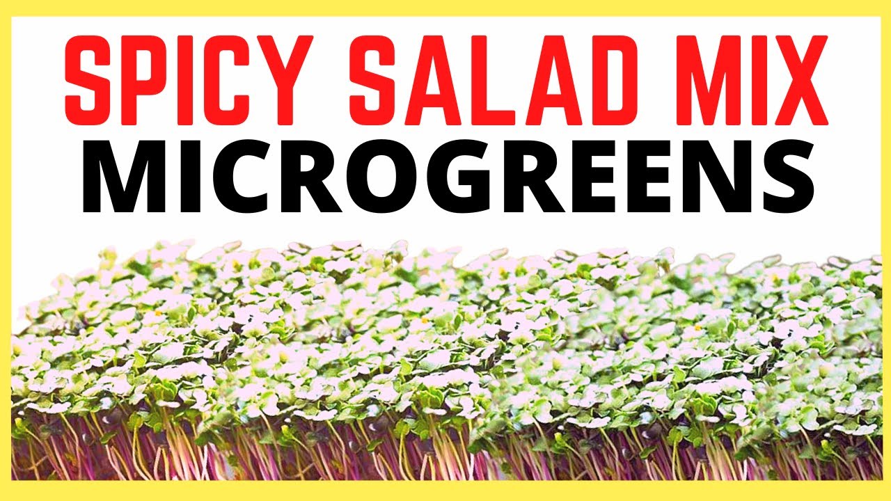 HOW TO GROW Spicy Salad Mix Microgreens from True Leaf Market