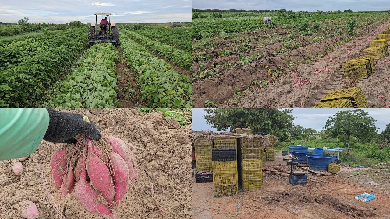 CONFIRAM COMO É NOSSA ROTINA NA COLHEITA DA BATATA DOCE