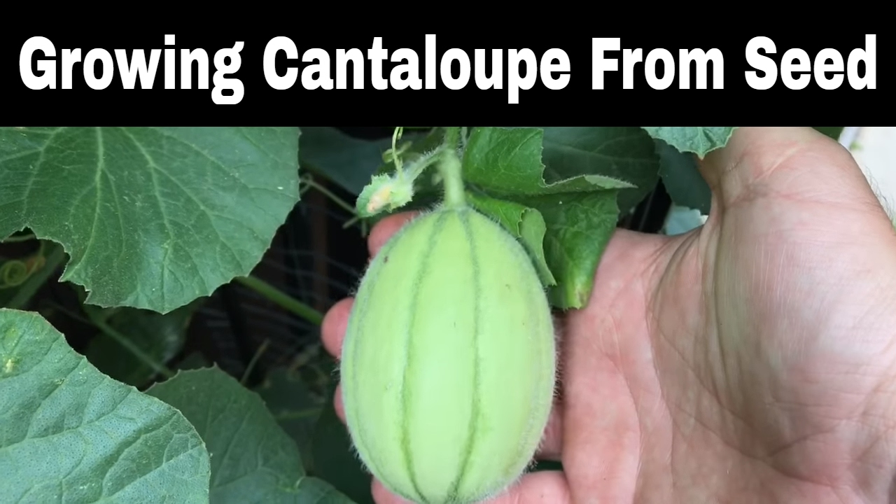 Growing Cantaloupes From Seed, Episode 2
