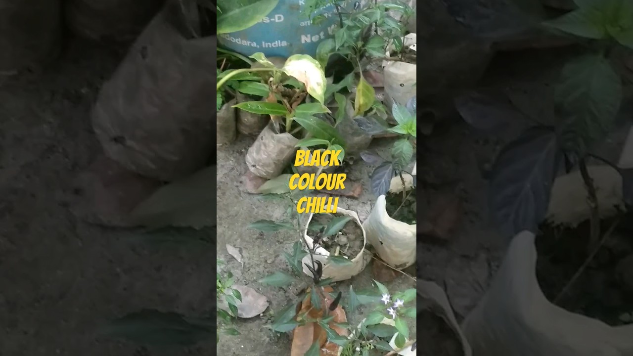 black colour chilli wow 😮#herriye #fatemashakila2 #fatemashakila #blackchilli #chilli  #viralvideo