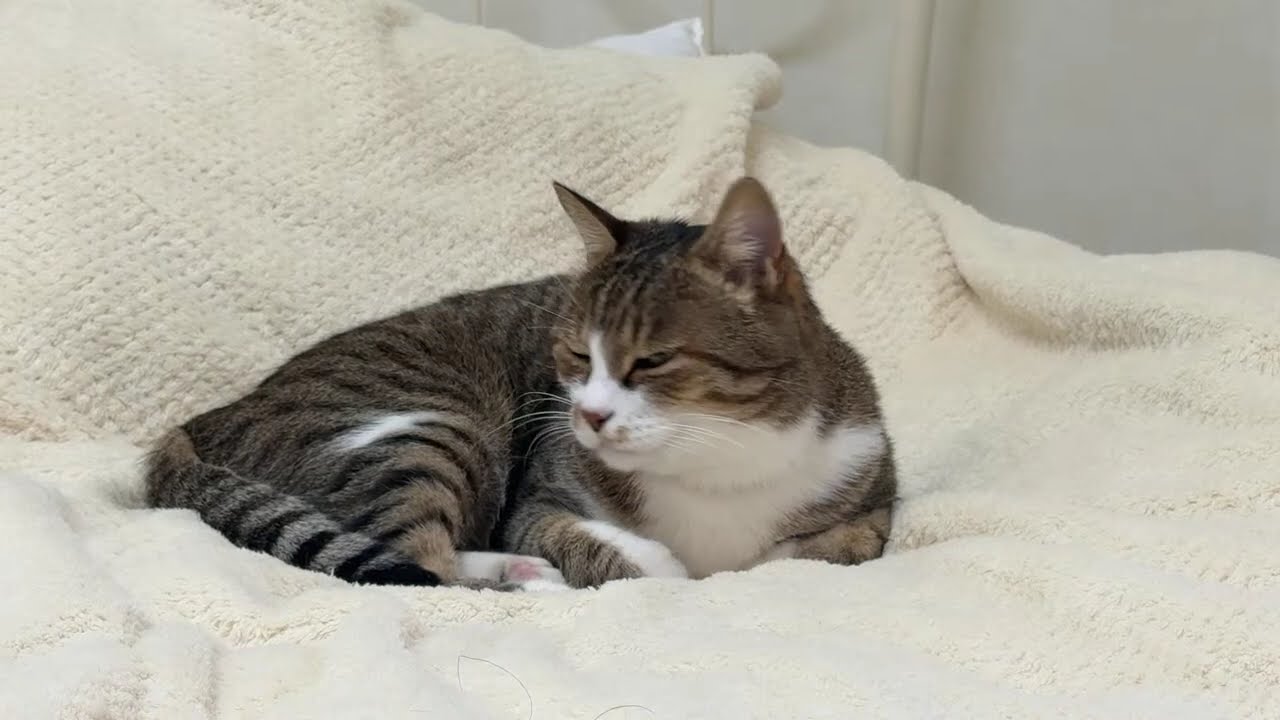 猫とこよみ がライブ配信中！