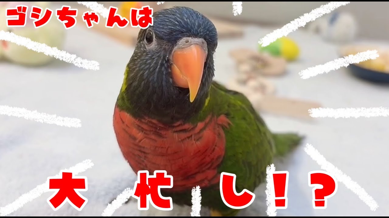 [Konpamaru TV] Магазин №27 Сайтамы Гоши-чан очень занят!?