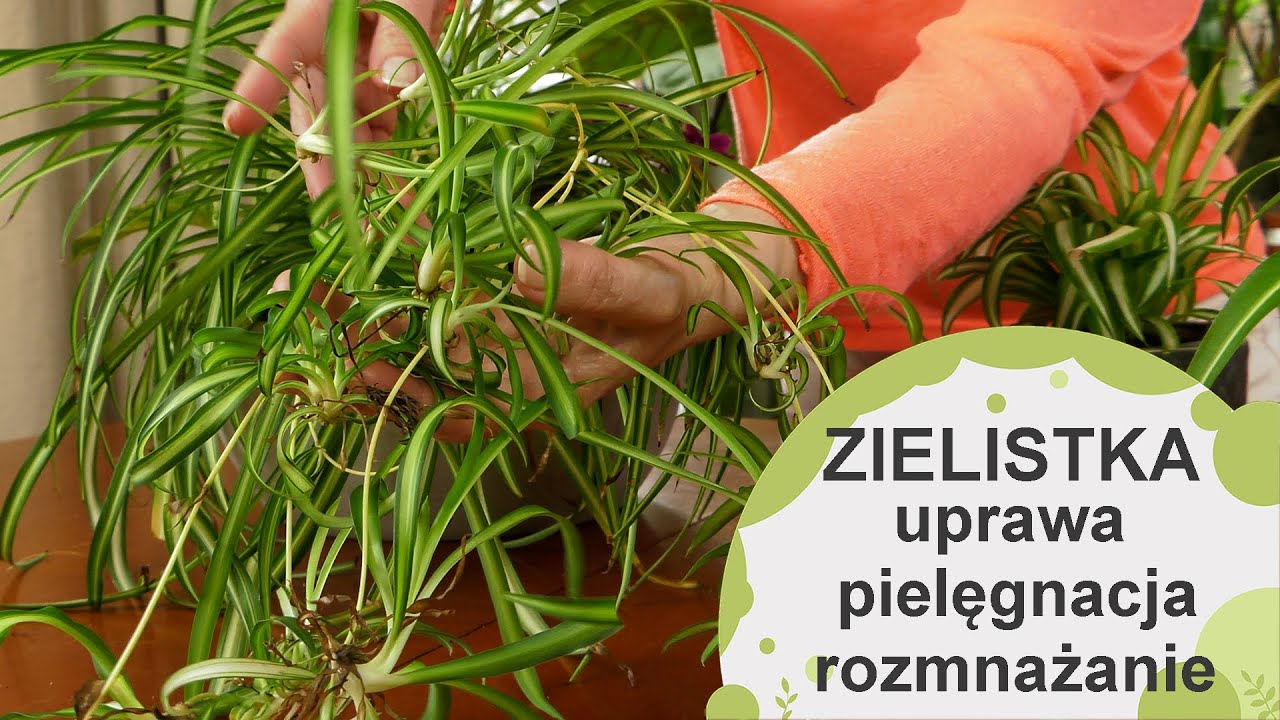 Zielistka. Co to za roślina? Jak ją pielęgnować i rozmnażać?