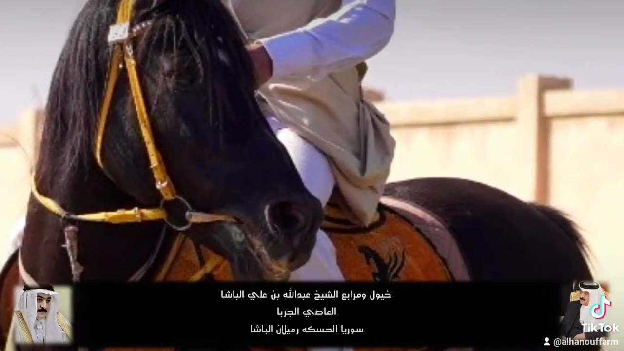 مقتطفات للخيل الاصايل خيول الشيخ عبدالله بن علي الباشا العاصي الجربا