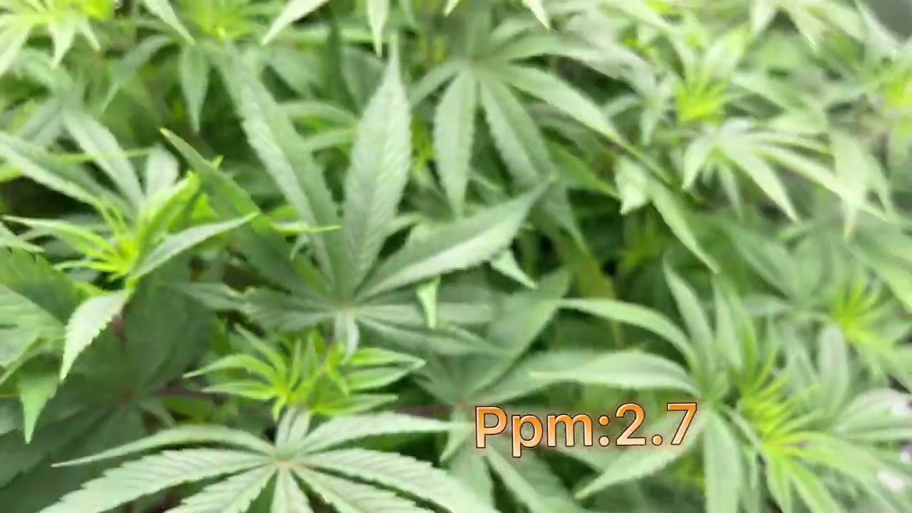 Red Eye Premium: Rasberry Boogie By Mosca Seeds Week 1 Flower