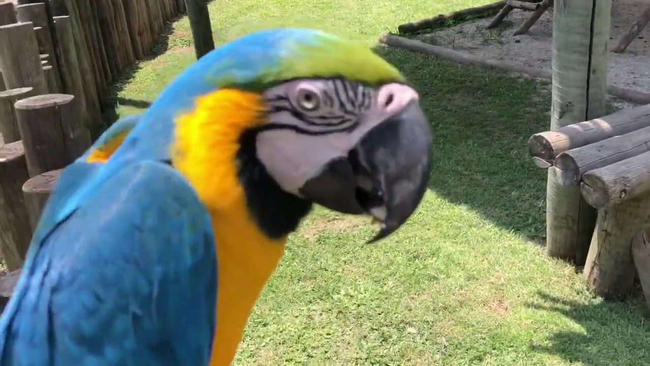 ESSA ARARA-AZUL, é muito ciumenta 🤣🤣