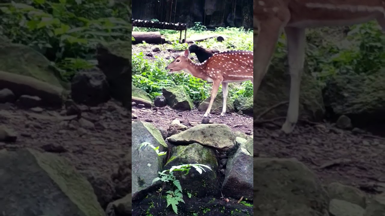Beruang madu lagi galau
