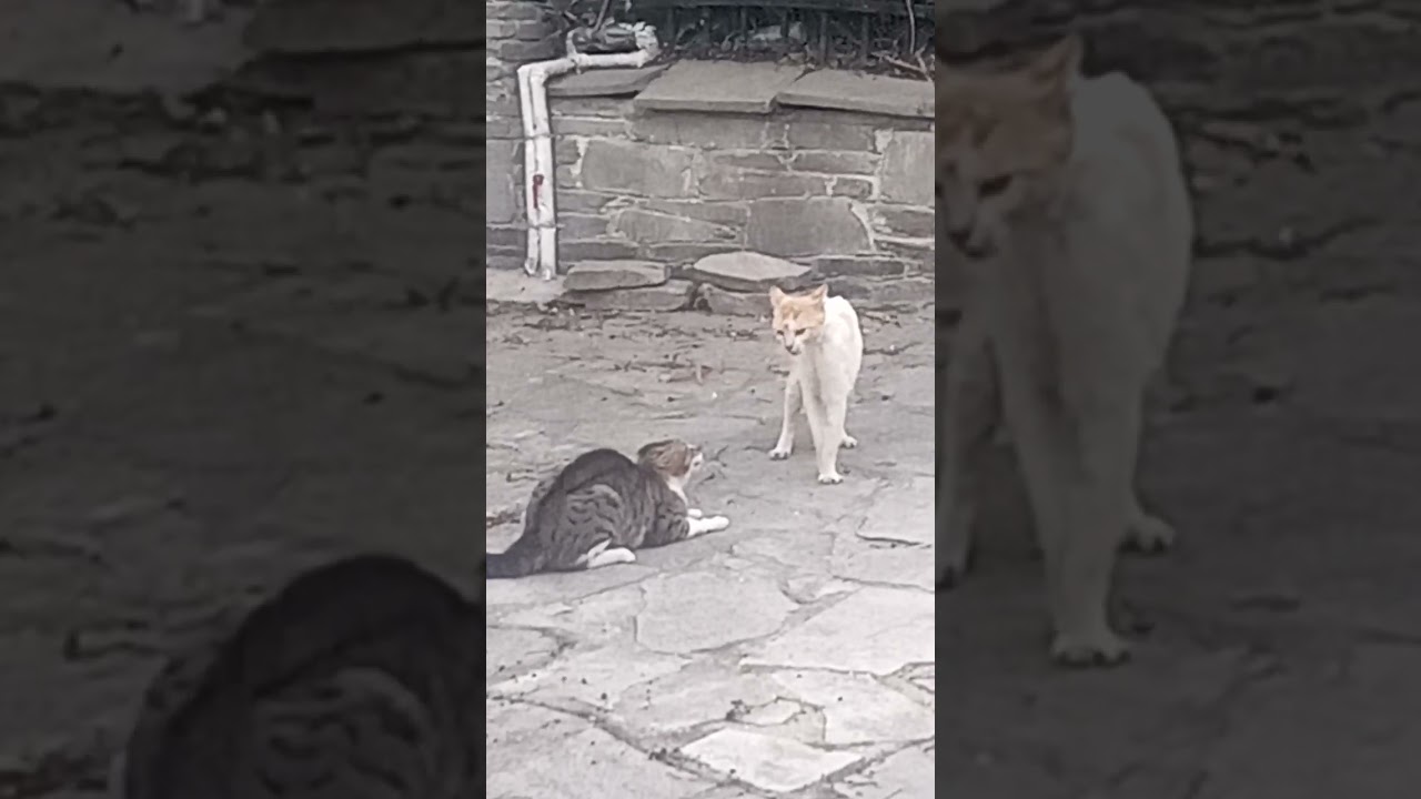 ΓΑΤΟΚΑΒΓΑΣ...ΞΕΜΑΛΙΑΣΤΗΚΑΝ....ΧΑΜΟΣ...8/5/24....