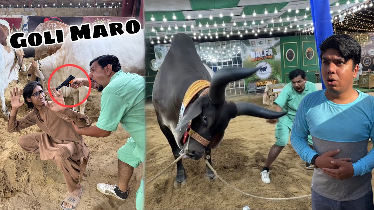 Cow Mandi Mein Gun Prank Kia 🔫 Mamu Ko Takar Lagi