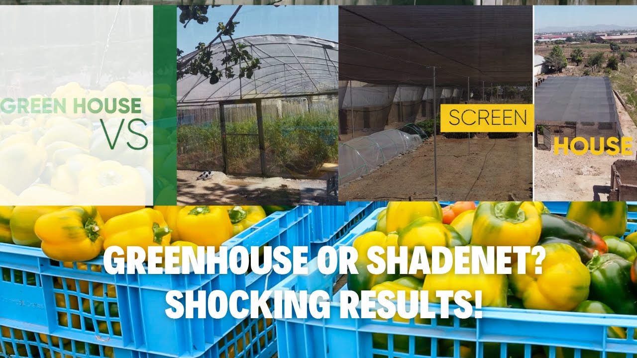 Теплица или затеняющая сетка: что дает более сочные болгарские перцы? Плюсы, минусы и невероятный...