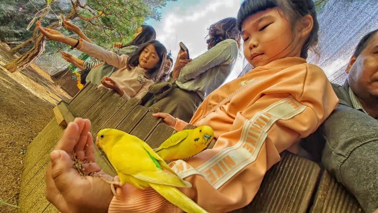 อยากไปป้อนอาหารนกที่เกาหลี