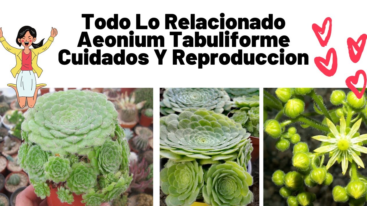 Aeonium Tabuliforme Cuidados Y Reproduccion