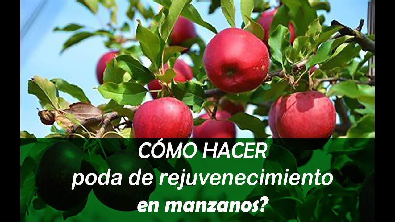 C&oacute;mo hacer poda de rejuvenecimiento en mazanos?