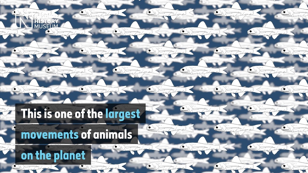 The light of the lanternfishes | Natural History Museum