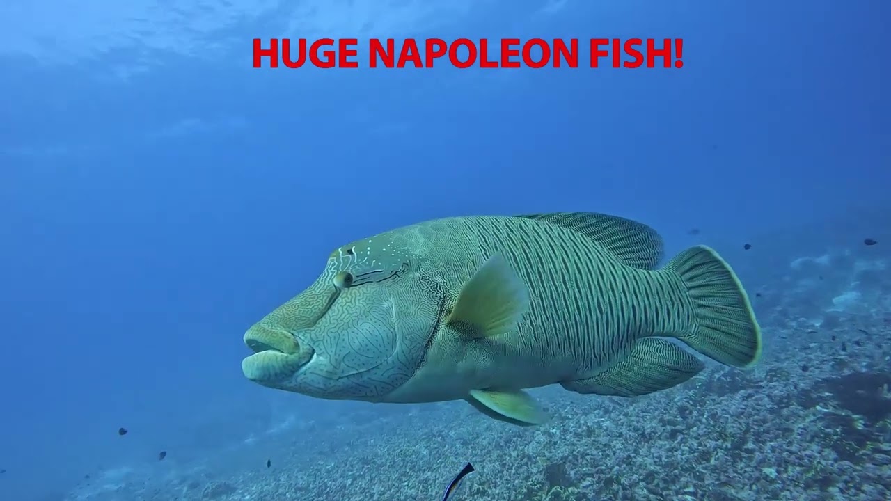 B23 - Fakarava North Pass and Rotoava