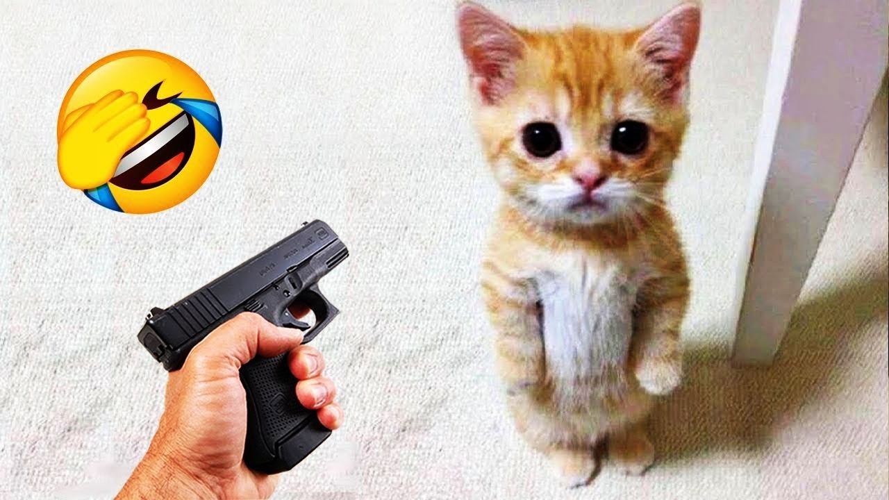 CLASSIC Dog and Cat Videos😹🐕1 HOURS of FUNNY Clips😍