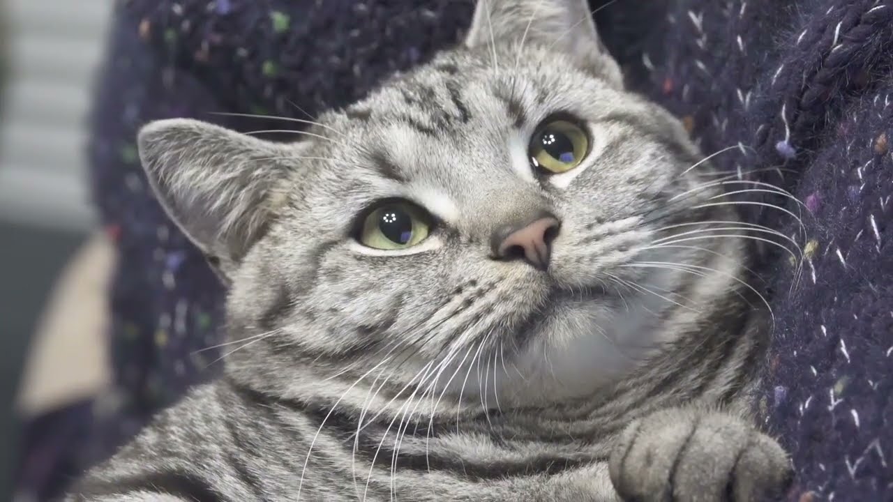 Расслабляющая музыка и звуки птиц, которые любят кошки 😽 Исцеляющая музыка в лесу, музыка для сн...