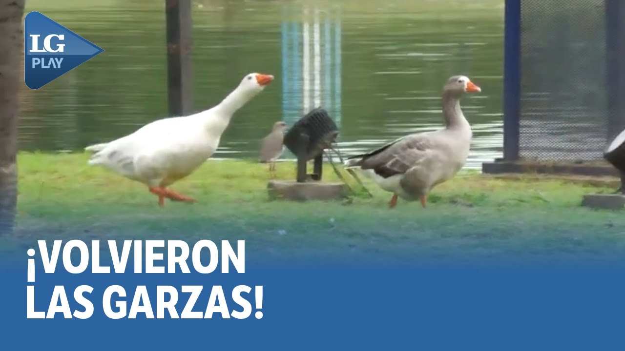 Cómo se está recuperando el Lago San Miguel: limpieza y restauración ecológica