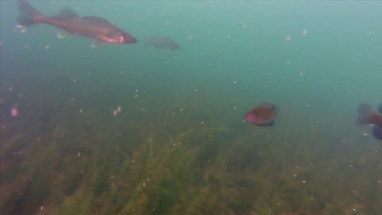 Trident Underwater Remotely Operated Vehicle (ROV) Test Dive