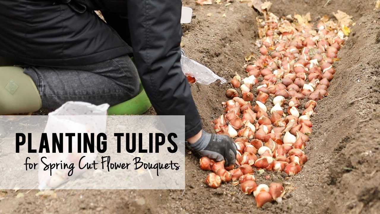 Planting Tulip Bulbs in my Cut Flower Garden for Spring Bouquets