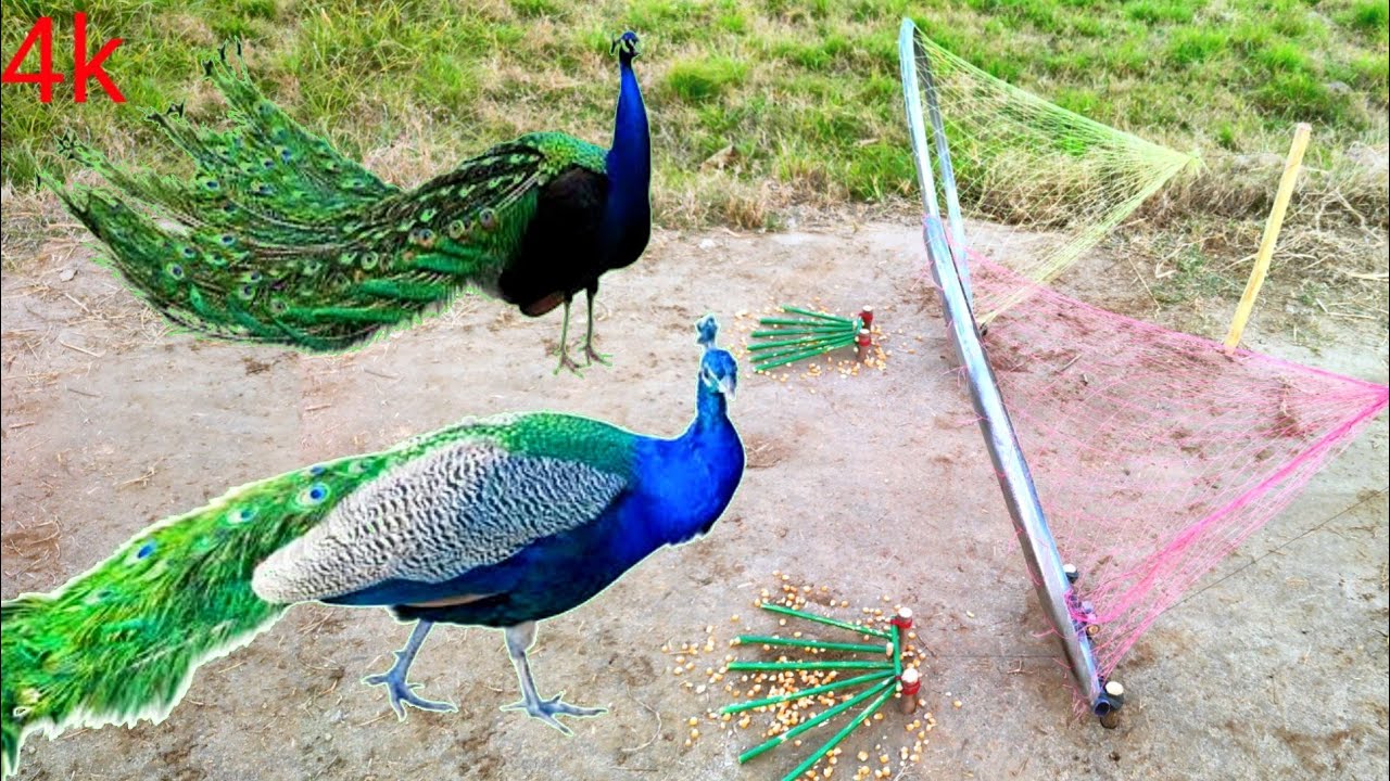 Amazing birds trap | Easy to peacocks traps | making from Aaron wheel & Net traps...