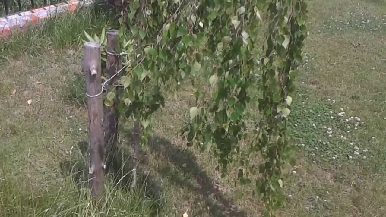 Brzoza karłowata, Betula nana L., karłowaty krzew, Betulaceae