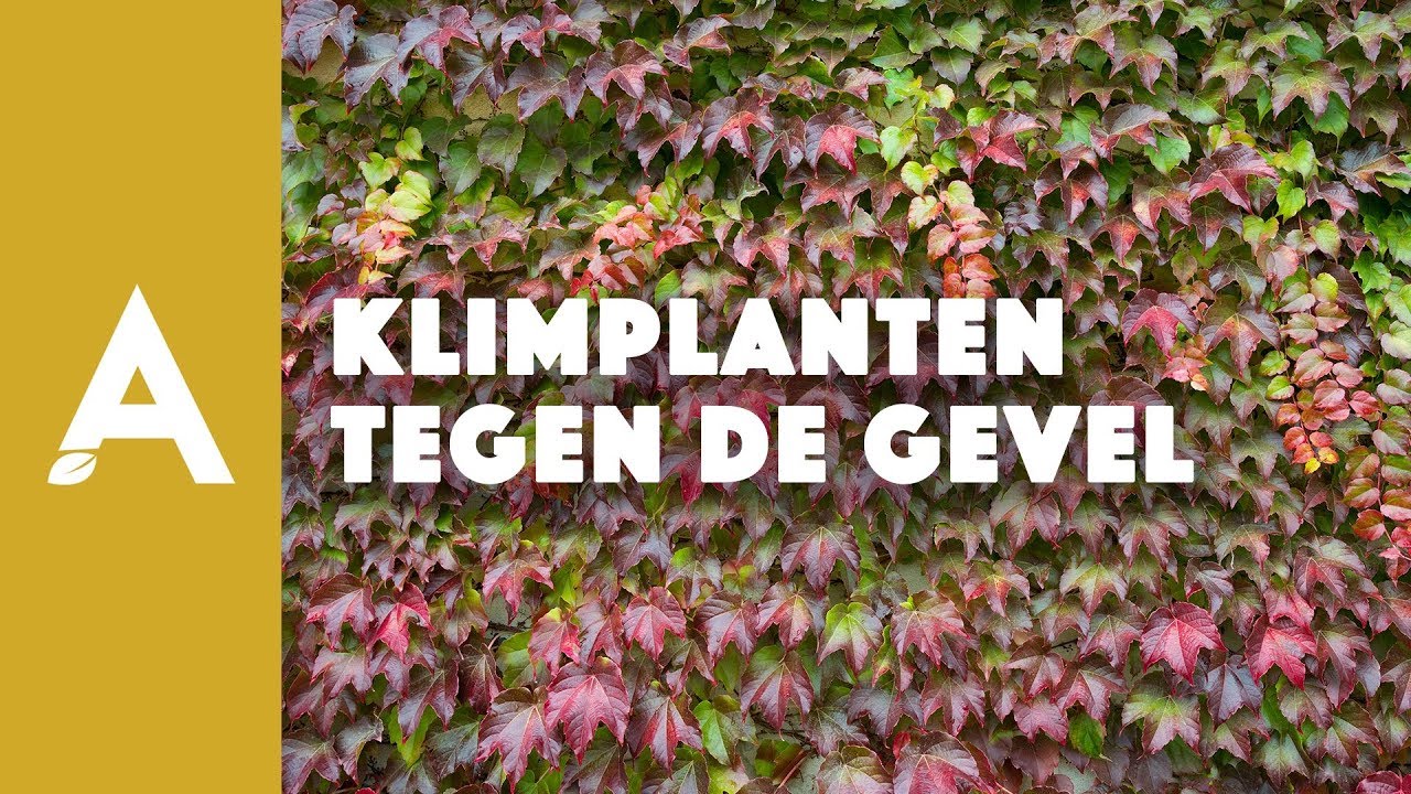 Klimplanten tegen de gevel I Een groener thuis! #53 I Angelo Dorny