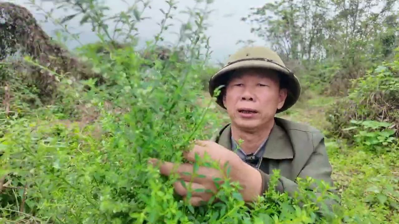 CAM THẢO NAM, CAM THẢO ĐẤT KHÔNG HIẾM NHƯNG RẤT QUÍ 