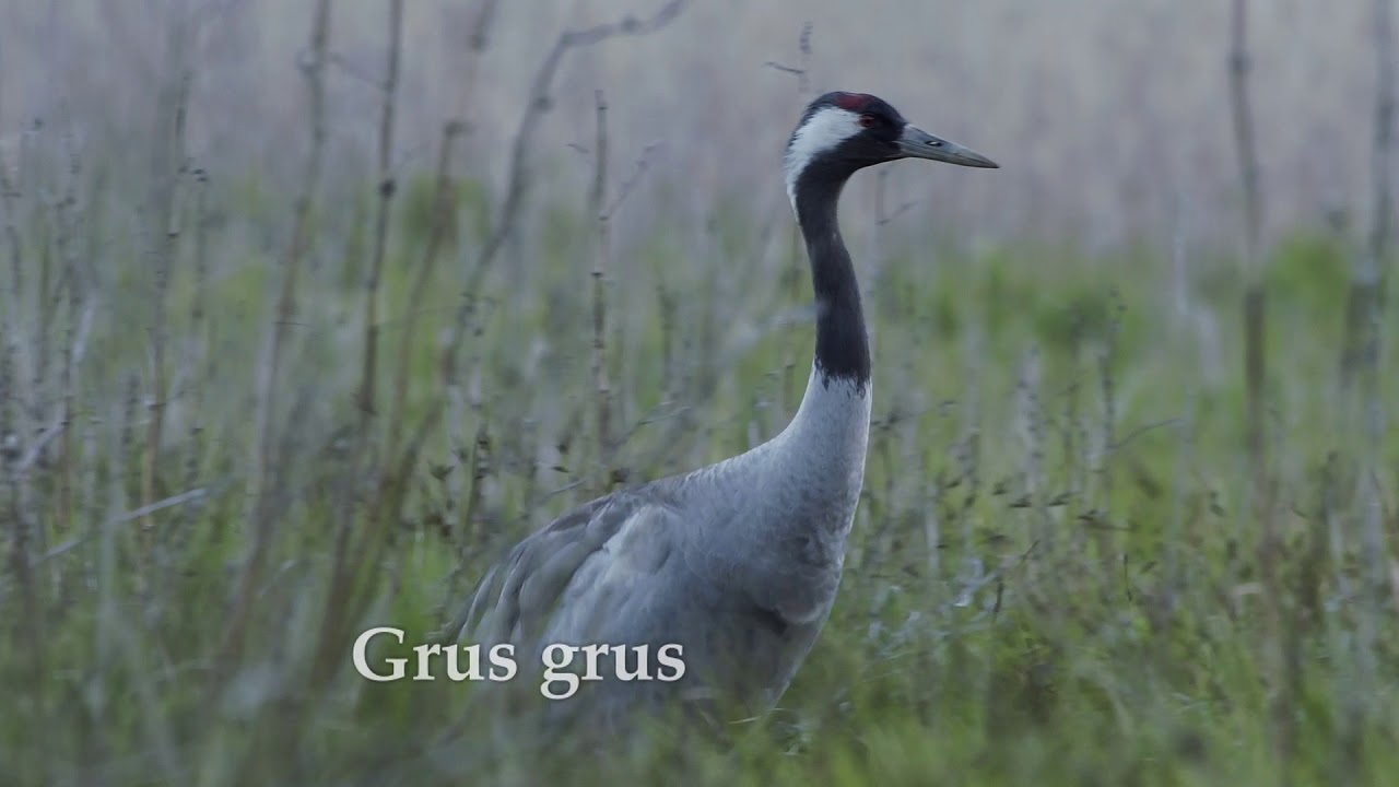 Grus grus