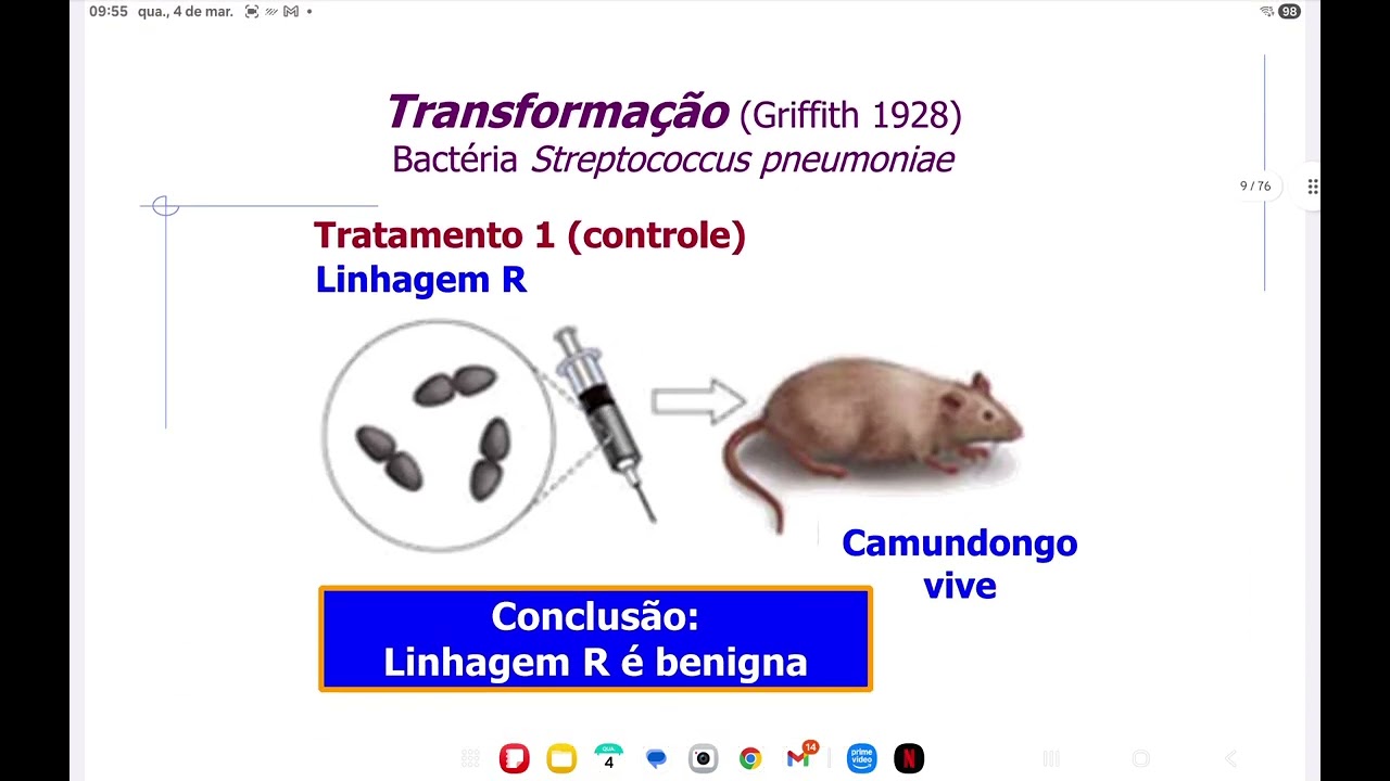 BM - Material Genético 2026