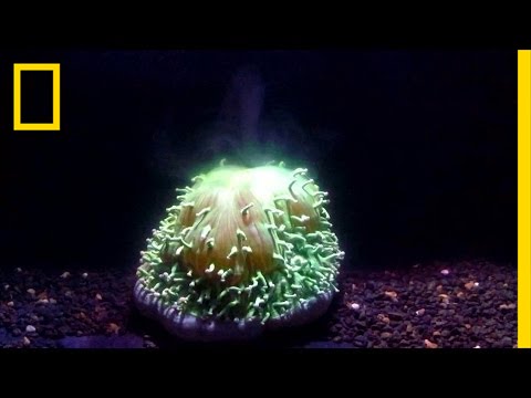 First Ever Footage: Watch Coral Bleaching Happen Before Your Eyes | National Geographic