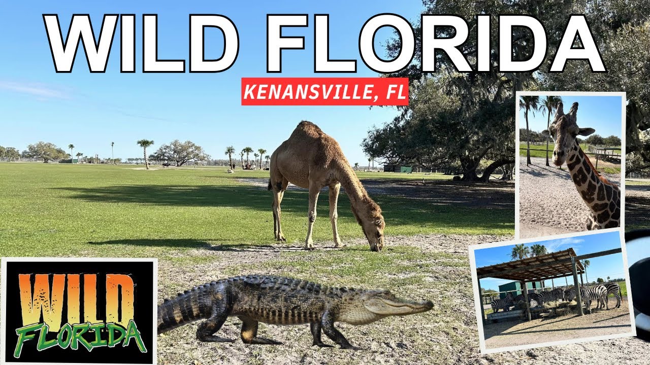 Wild Florida Drive-Through Safari & Gator Adventure Park - Kenansville, FL