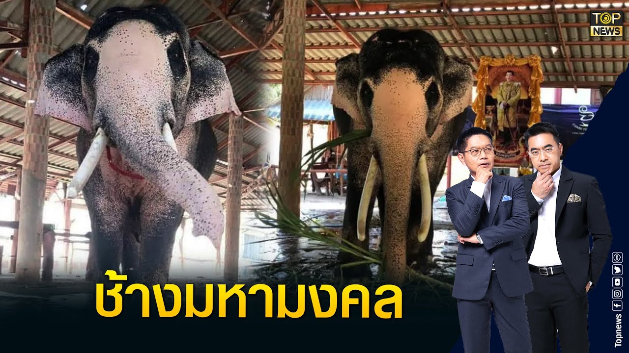 สุดปลื้มช้างเผือกมหามงคลถวายร.10ทึ่งพบเสือดำป่วนเปี้ยนแก่งกระจาน | เช้าข่าวเข้ม | TOP NEWS