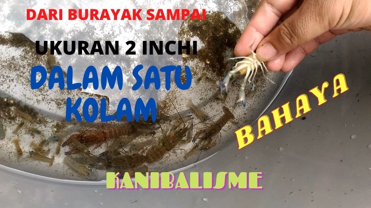 Mencampur Burayak dengan Lobster Air Tawar ukuran 2 inchi bisa berbahaya, harus segera dipindahkan.