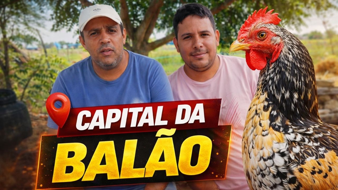 GALINHA BALÃO: conheça a capital dessa raça incrível