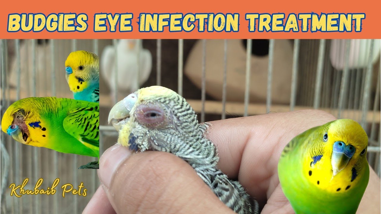 Budgies Eye Infection Treatment😵💊 | How To Treat Budgies Parrot Eye Infection | Khubaib Pets