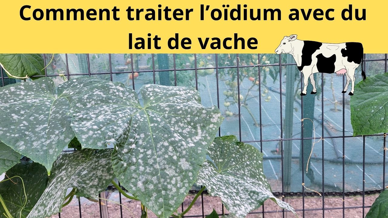 Comment traiter l’oïdium avec du lait de vache