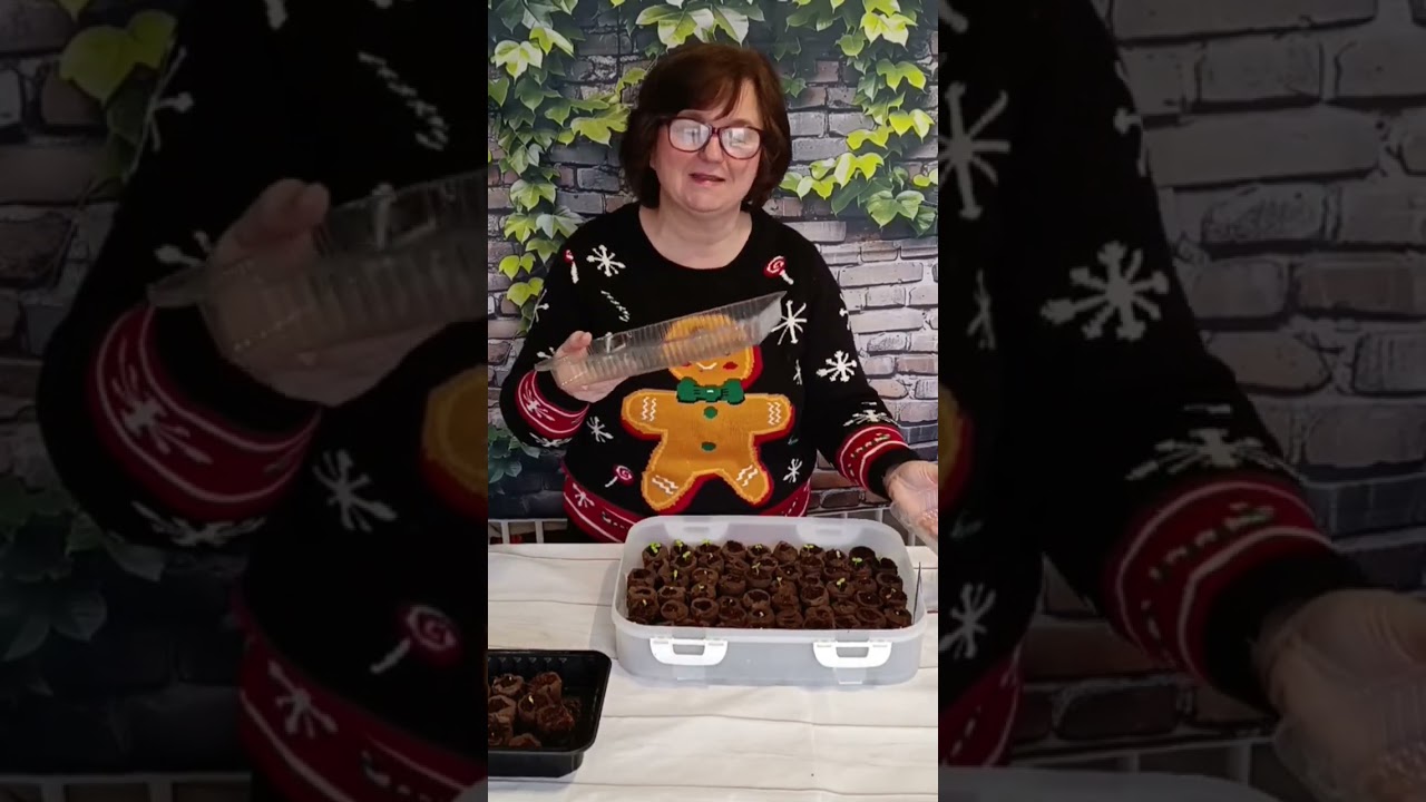 Vysiate muškáty po 5 dňoch. 