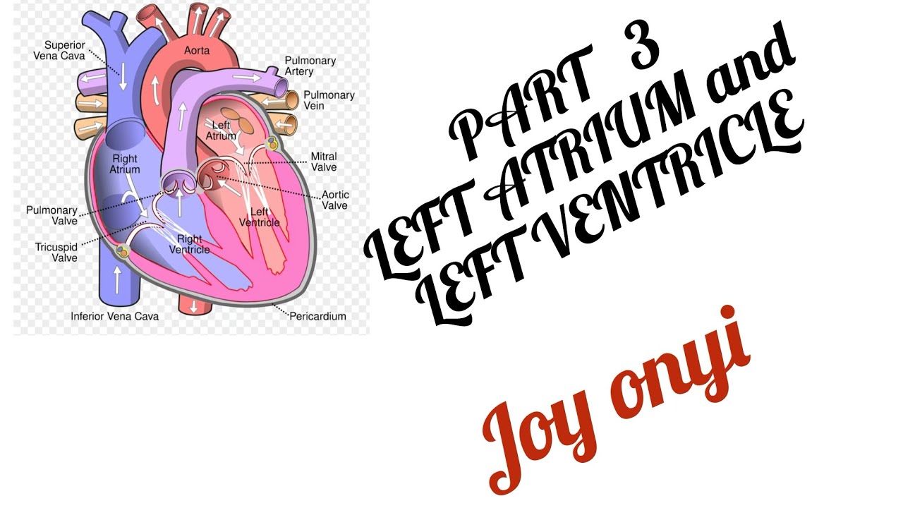 HEART | ANATOMY | LEFT ATRIUM AND LEFT VENTRICLE | PART 3