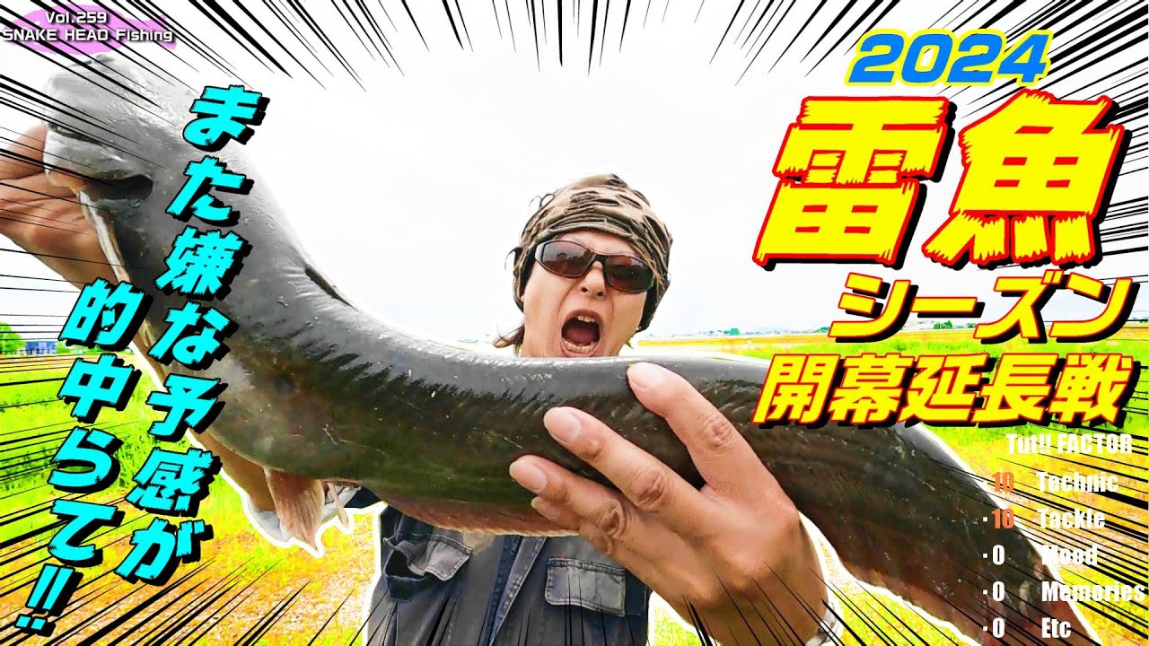 新潟雷魚ナマズ☆開幕延長戦!汚ったねぇ池からあちこちハシゴ攻めすぎてまた痛恨のタコ!snakehead
