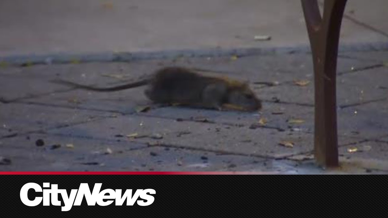 Two Ontario cities to tackle growing rat problem