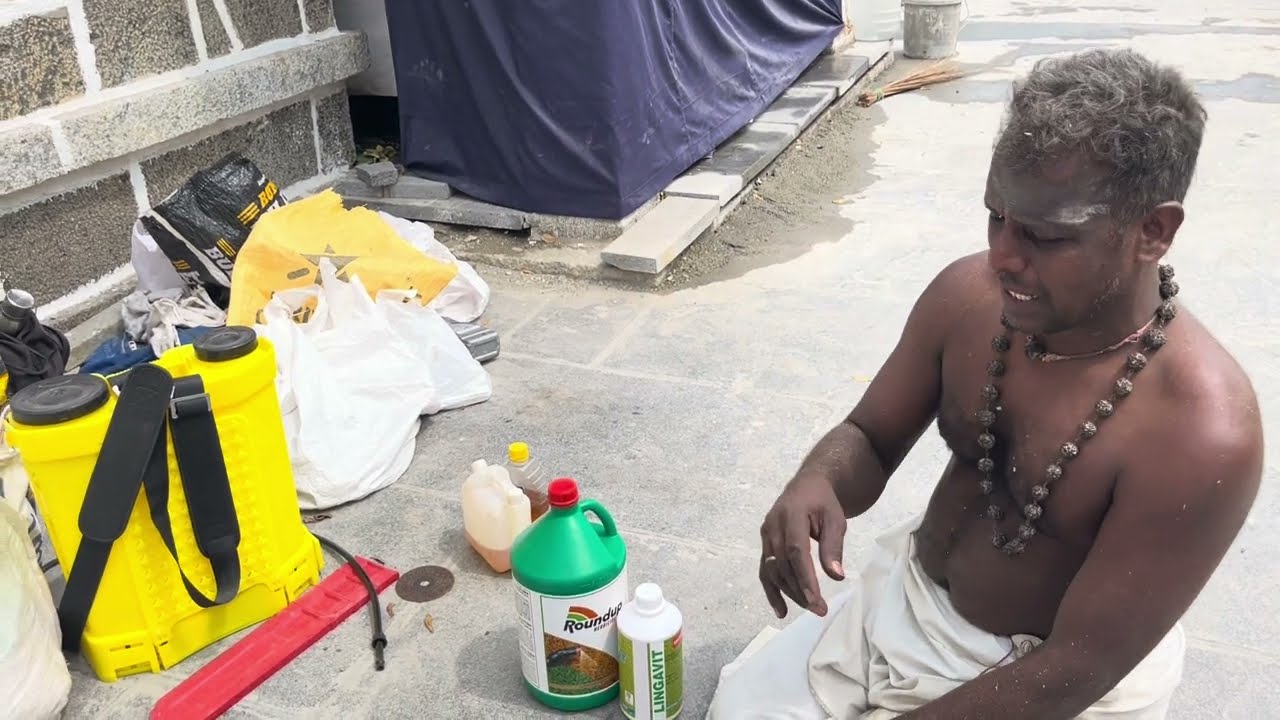 கோயில் கோபுர மரங்கள் வளராமல் தடுப்பது எப்படி