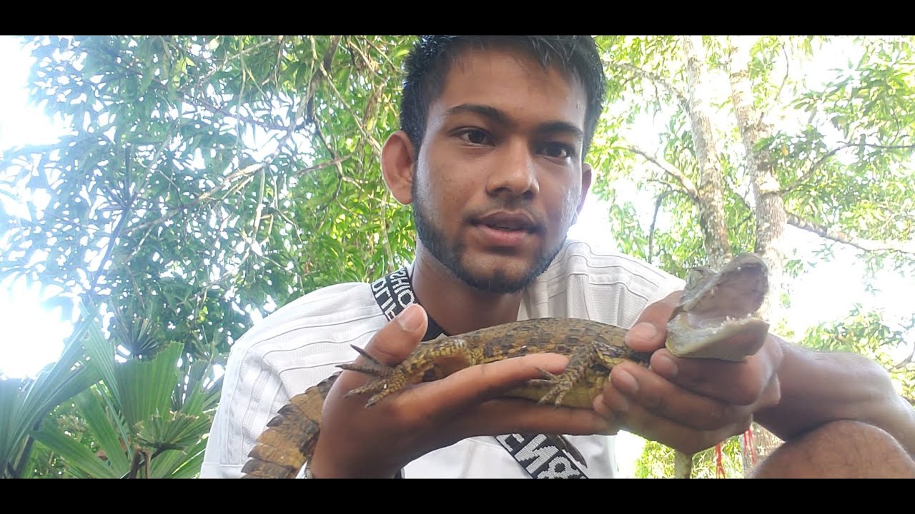 Catching River Conchs {BLACK CONCHS} In South  Trinidad. #trinidad