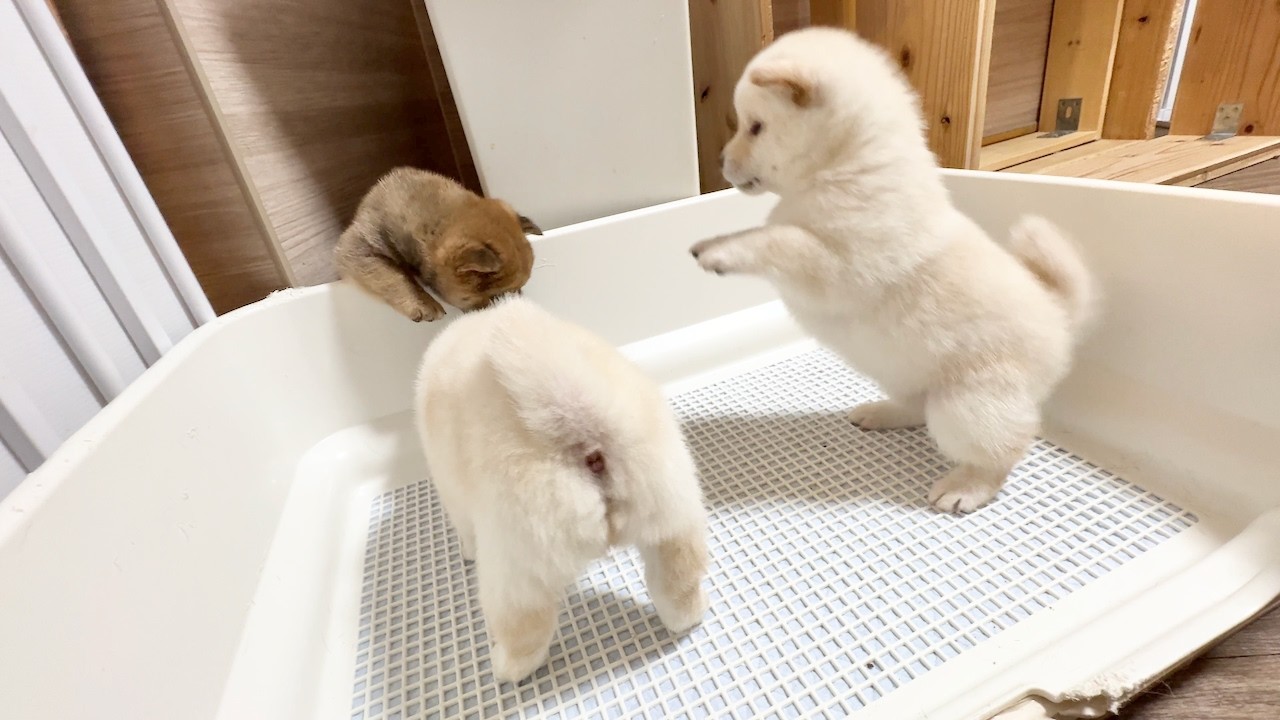 【柴犬 子犬】知恵がついてきて駆け引きを使いはじめた子犬